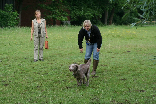 Langhaar Weimaraner
