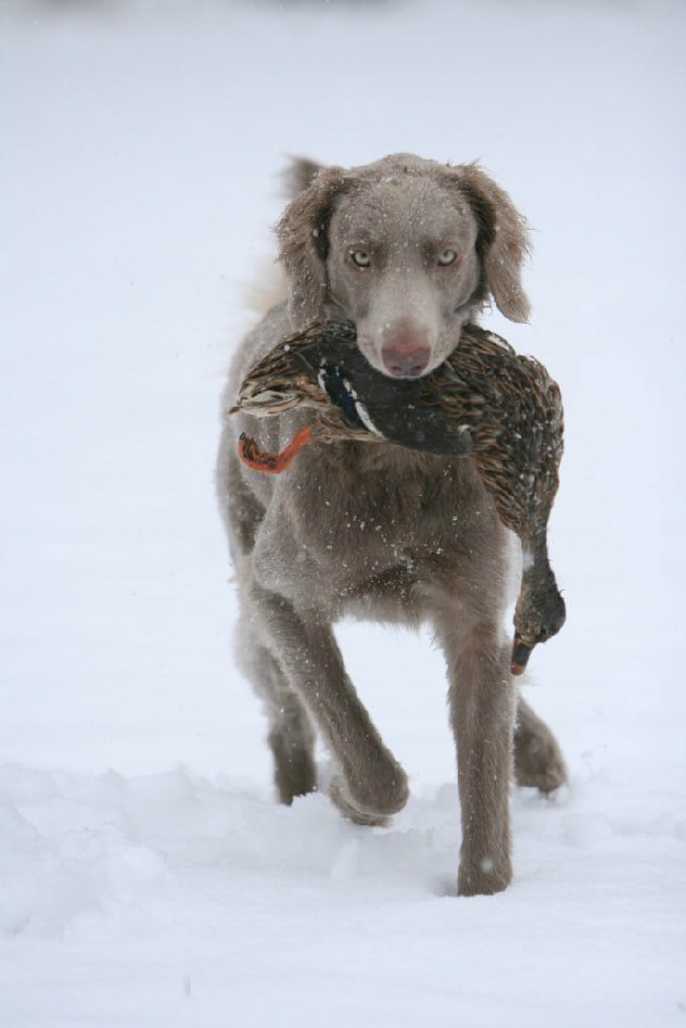 Langhaar Weimaraner