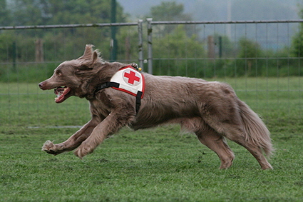 Langhaar Weimaraner