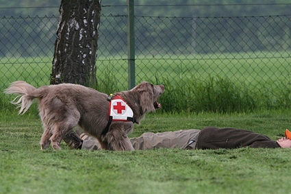Langhaar Weimaraner
