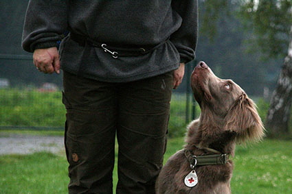 Langhaar Weimaraner