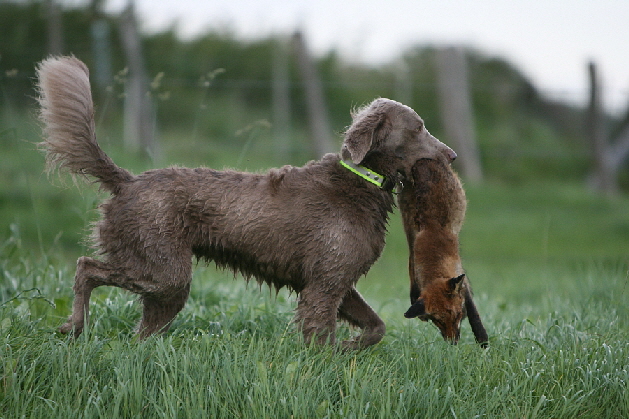 Langhaar Weimaraner