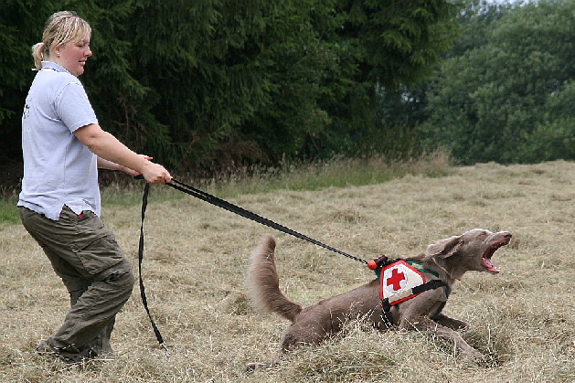 Langhaar Weimaraner