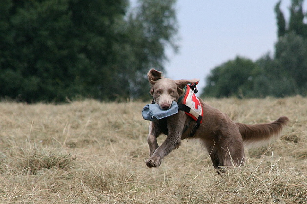 Langhaar Weimaraner