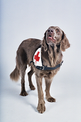 Langhaar Weimaraner