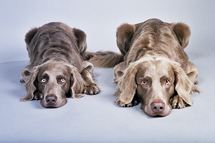 Langhaar Weimaraner