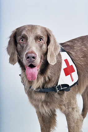 Langhaar Weimaraner