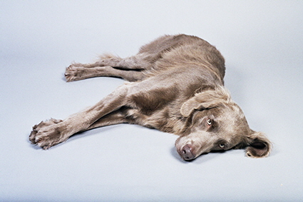Langhaar Weimaraner
