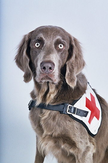 Langhaar Weimaraner
