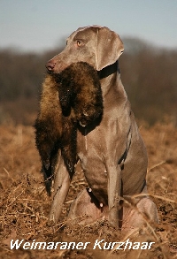 Kurzhaar Weimaraner Kurzhaar Weimaraner